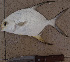  ( - IRD 20110411-Tblo.2)  @11 [ ] CreativeCommons  Attribution Non-Commercial Share-Alike  Unspecified Institut de recherche pour le développement, France