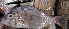  ( - IRD 20111118-Ggra1.2)  @11 [ ] CreativeCommons  Attribution Non-Commercial Share-Alike  Unspecified Proyek Biokor, Indonesia