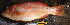  ( - IRD 2-Betina.2)  @11 [ ] CreativeCommons  Attribution Non-Commercial Share-Alike (2013) Andrianus Sembiring Indonesian Biodiversity Research Center