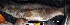  ( - IRD 5-Gunung.2)  @11 [ ] CreativeCommons  Attribution Non-Commercial Share-Alike (2013) Andrianus Sembiring Indonesian Biodiversity Research Center