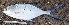  ( - IRD CARcal_20120604-Tbai1.2)  @11 [ ] CreativeCommons  Attribution Non-Commercial Share-Alike  Unspecified Institut de recherche pour le développement, France