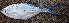  ( - IRD CARcal_20120604-Tbai3.2)  @11 [ ] CreativeCommons  Attribution Non-Commercial Share-Alike  Unspecified Institut de recherche pour le développement, France
