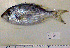  ( - IRD Gelo3.2)  @11 [ ] CreativeCommons  Attribution Non-Commercial Share-Alike  Unspecified Institut de recherche pour le développement, France