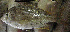  ( - IRD Ggra6.2)  @11 [ ] CreativeCommons  Attribution Non-Commercial Share-Alike  Unspecified Institut de recherche pour le développement, France