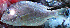  ( - IRD LETked_20091124-F.2)  @11 [ ] CreativeCommons  Attribution Non-Commercial Share-Alike  Unspecified Institut de recherche pour le développement, France