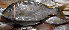  ( - IRD LETked_20120314-B.2)  @11 [ ] CreativeCommons  Attribution Non-Commercial Share-Alike (2012) F. Giancarlo Proyek Biokor, Indonesia