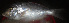  ( - IRD LETkom_20150501-9.2)  @11 [ ] CreativeCommons  Attribution Non-Commercial Share-Alike (2015) S. Bari Proyek Biokor, Indonesia
