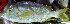  ( - IRD Gelo5 20080817.2)  @11 [ ] CreativeCommons  Attribution Non-Commercial Share-Alike  Unspecified Institut de recherche pour le développement, France