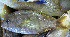  ( - IRD Ggra7.2)  @11 [ ] CreativeCommons  Attribution Non-Commercial Share-Alike  Unspecified Institut de recherche pour le développement, France