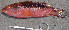  ( - IRD SERace 20140217-H_P2172341.2)  @11 [ ] CreativeCommons  Attribution Non-Commercial Share-Alike  Unspecified Institut de recherche pour le développement, France