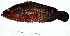  ( - IRD 20150501-J.2)  @11 [ ] CreativeCommons  Attribution Non-Commercial Share-Alike (2015) Philippe Borsa Institut de recherche pour le développement