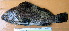  ( - IRD 20150430-2.2)  @11 [ ] CreativeCommons  Attribution Non-Commercial Share-Alike (2015) Philippe Borsa Institut de recherche pour le développement