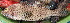  ( - IRD 20150508-19.2)  @11 [ ] CreativeCommons  Attribution Non-Commercial Share-Alike (2015) Philippe Borsa Institut de recherche pour le développement