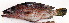  ( - IRD 20150508-5.2)  @11 [ ] CreativeCommons  Attribution Non-Commercial Share-Alike (2015) Philippe Borsa Institut de recherche pour le développement