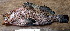  ( - IRD 20150508-L.2)  @11 [ ] CreativeCommons  Attribution Non-Commercial Share-Alike (2015) Philippe Borsa Institut de recherche pour le développement
