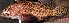  ( - IRD 20150524-8.2)  @11 [ ] CreativeCommons  Attribution Non-Commercial Share-Alike  Unspecified Proyek Biokor, Indonesia