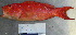  ( - IRD 20071114-4.2)  @11 [ ] CreativeCommons  Attribution Non-Commercial Share-Alike (2007) Philippe Borsa Institut de recherche pour le développement