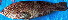  ( - IRD 20071124-2.2)  @11 [ ] CreativeCommons  Attribution Non-Commercial Share-Alike (2007) Philippe Borsa Institut de recherche pour le développement