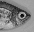  ( - IRD z288.2)  @11 [ ] CreativeCommons  Attribution Non-Commercial Share-Alike  Unspecified Museum national d'histoire naturelle, France