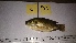  ( - CIRAD O.macro-MS-Mada-12-02-16-01)  @11 [ ] CreativeCommons  Attribution Non-Commercial Share-Alike (2016) Elodie PEPEY CIRAD