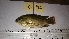  ( - CIRAD O.macro-MS-Mada-12-02-16-02)  @11 [ ] CreativeCommons  Attribution Non-Commercial Share-Alike (2016) Elodie PEPEY CIRAD