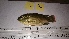  ( - CIRAD O.macro-MS-Mada-12-02-16-03)  @11 [ ] CreativeCommons  Attribution Non-Commercial Share-Alike (2016) Elodie PEPEY CIRAD