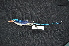  ( - IRD LGR-102.2)  @11 [ ] CreativeCommons  Attribution Non-Commercial Share-Alike (2014) Hidayat Hashari Indonesian Institute of Sciences, Museum Zoologicum Bogoriense