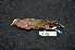  ( - IRD LGR-099.2)  @11 [ ] CreativeCommons  Attribution Non-Commercial Share-Alike (2014) Hidayat Hashari Indonesian Institute of Sciences, Museum Zoologicum Bogoriense