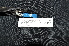  ( - IRD LGR-100.2)  @11 [ ] CreativeCommons  Attribution Non-Commercial Share-Alike (2014) Hidayat Hashari Indonesian Institute of Sciences, Museum Zoologicum Bogoriense