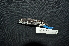 (Poecilodryas hypoleuca - IRD LGR-009.2)  @11 [ ] CreativeCommons  Attribution Non-Commercial Share-Alike (2014) Hidayat Hashari Indonesian Institute of Sciences, Museum Zoologicum Bogoriense