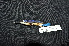  (Ceyx lepidus - IRD LGR-029.2)  @11 [ ] CreativeCommons  Attribution Non-Commercial Share-Alike (2014) Hidayat Hashari Indonesian Institute of Sciences, Museum Zoologicum Bogoriense
