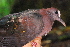  (Henicophaps - IRD LGR-112.2)  @11 [ ] CreativeCommons  Attribution Non-Commercial Share-Alike (2014) Hidayat Hashari Indonesian Institute of Sciences, Museum Zoologicum Bogoriense