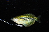  ( - IRD BIF 3058.2)  @11 [ ] CreativeCommons  Attribution Non-Commercial Share-Alike (2016) Laurent POUYAUD IRD