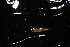  ( - IRD BIF 3129.2)  @11 [ ] CreativeCommons  Attribution Non-Commercial Share-Alike (2016) Laurent POUYAUD IRD
