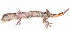  (Lepidodactylus - IRD EAA225.2)  @11 [ ] CreativeCommons  Attribution Non-Commercial Share-Alike (2014) Unspecified Indonesian Institute of Sciences, Museum Zoologicum Bogoriense