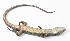  ( - IRD EAA227.2)  @11 [ ] CreativeCommons  Attribution Non-Commercial Share-Alike (2014) Unspecified Indonesian Institute of Sciences, Museum Zoologicum Bogoriense