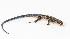  ( - IRD EAA230.2)  @11 [ ] CreativeCommons  Attribution Non-Commercial Share-Alike (2014) Unspecified Indonesian Institute of Sciences, Museum Zoologicum Bogoriense