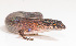  (Lygisaurus - IRD EAA241.2)  @11 [ ] CreativeCommons  Attribution Non-Commercial Share-Alike (2014) Evy Arida Indonesian Institute of Sciences, Museum Zoologicum Bogoriense