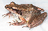  ( - IRD EAA513.2)  @11 [ ] CreativeCommons  Attribution Non-Commercial Share-Alike (2014) Evy Arida Indonesian Institute of Sciences, Museum Zoologicum Bogoriense