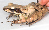  ( - IRD EAA299.2)  @11 [ ] CreativeCommons  Attribution Non-Commercial Share-Alike (2014) Evy Arida Indonesian Institute of Sciences, Museum Zoologicum Bogoriense