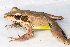  ( - IRD EAA301.2)  @11 [ ] CreativeCommons  Attribution Non-Commercial Share-Alike (2014) Evy Arida Indonesian Institute of Sciences, Museum Zoologicum Bogoriense