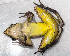  ( - IRD EAA301.2)  @11 [ ] CreativeCommons  Attribution Non-Commercial Share-Alike (2014) Evy Arida Indonesian Institute of Sciences, Museum Zoologicum Bogoriense