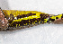  ( - IRD EAA301.2)  @11 [ ] CreativeCommons  Attribution Non-Commercial Share-Alike (2014) Evy Arida Indonesian Institute of Sciences, Museum Zoologicum Bogoriense