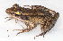  (Papurana waliesa - IRD EAA302.2)  @11 [ ] CreativeCommons  Attribution Non-Commercial Share-Alike (2014) Evy Arida Indonesian Institute of Sciences, Museum Zoologicum Bogoriense