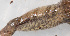  ( - IRD EAA311.2)  @11 [ ] CreativeCommons  Attribution Non-Commercial Share-Alike (2014) Evy Arida Indonesian Institute of Sciences, Museum Zoologicum Bogoriense