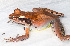  ( - IRD EAA314.2)  @11 [ ] CreativeCommons  Attribution Non-Commercial Share-Alike (2014) Evy Arida Indonesian Institute of Sciences, Museum Zoologicum Bogoriense