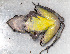  ( - IRD EAA314.2)  @11 [ ] CreativeCommons  Attribution Non-Commercial Share-Alike (2014) Evy Arida Indonesian Institute of Sciences, Museum Zoologicum Bogoriense
