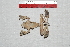  ( - IRD EAA317.2)  @11 [ ] CreativeCommons  Attribution Non-Commercial Share-Alike (2014) Evy Arida Indonesian Institute of Sciences, Museum Zoologicum Bogoriense