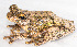  ( - IRD EAA318.2)  @11 [ ] CreativeCommons  Attribution Non-Commercial Share-Alike (2014) Evy Arida Indonesian Institute of Sciences, Museum Zoologicum Bogoriense