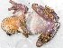  ( - IRD EAA318.2)  @11 [ ] CreativeCommons  Attribution Non-Commercial Share-Alike (2014) Evy Arida Indonesian Institute of Sciences, Museum Zoologicum Bogoriense